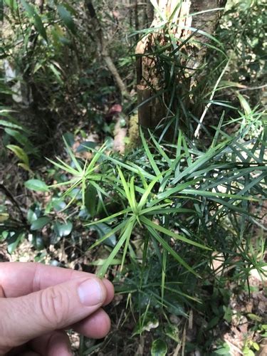 Variedad Dracaena Reflexa Parvifolia NaturaLista Colombia