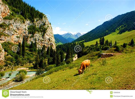 Cattle Canyon Stock Image Image Of Streams Scenery 13083509