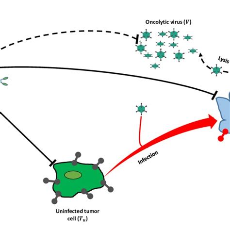 A Schematic Representation Of The Local Interactions Between Tumor