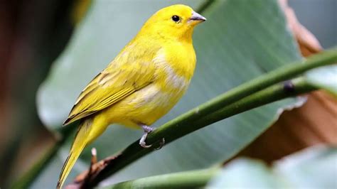 PÁjaro Canario 】características Alimentación Hábitat Y Mas