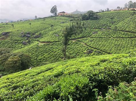 Tea Gardens Munnar 2019 All You Need To Know Before You Go With Photos Tripadvisor