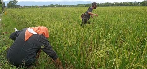 Hektar Tanaman Padi Di Madiun Diserang Virus