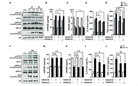 The Inhibitory Effect Of Mapk Pathway On Cse Induced Alternation Of