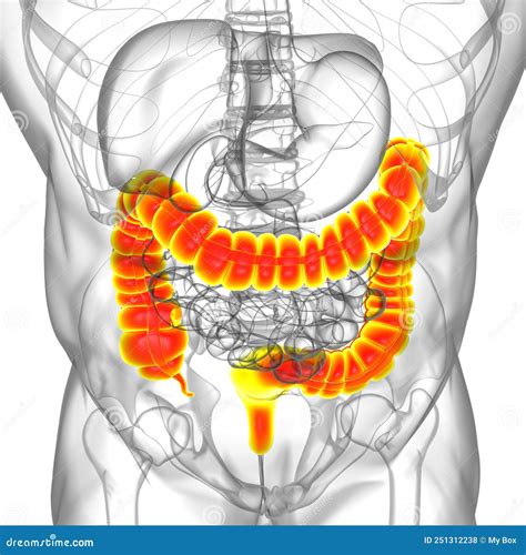 Large Intestine 3D Illustration Human Digestive System Anatomy Stock