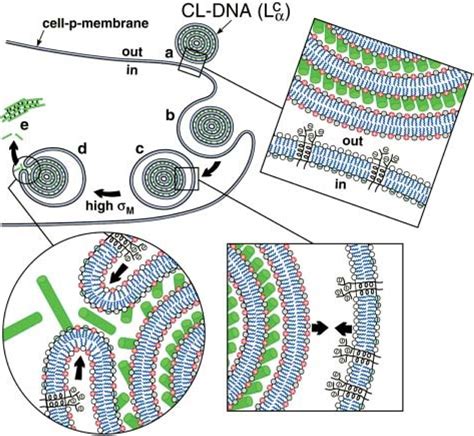 Three Dimensional Imaging Of Lipid Gene Carriers Membrane Charge