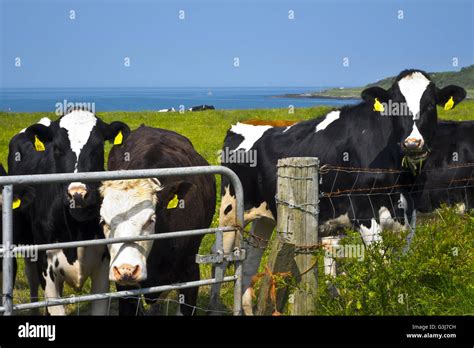 Holstein Friesian cattle cows Stock Photo - Alamy