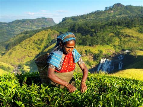 Sri Lanka Reisen Tempel Tee And Traumstrände 💚 Erlebe Sri Lanka