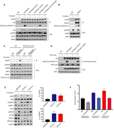 Figures And Data In Gpcr Signaling Inhibits Mtorc Via Pka