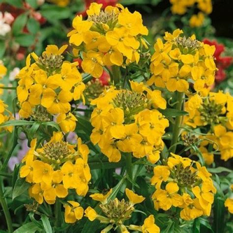 Erysimum Cheiri Golden Dwarf Bedding Wallflower Seeds