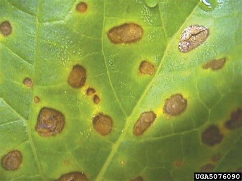 Identify And Control Leaf Blight