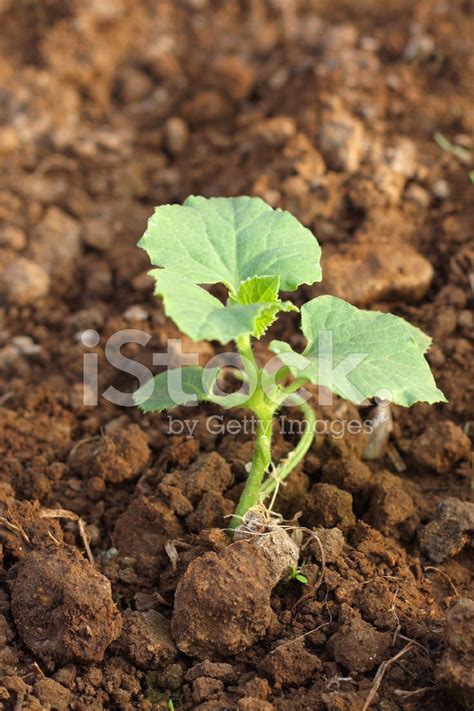 Melon Seedling Stock Photos - FreeImages.com