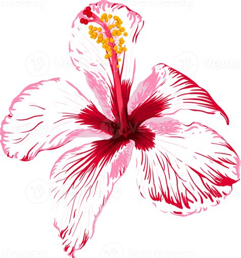 Pink Hibiscus Flower Drawing