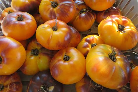 Tomate Lucid Gem SEMENCES Le Potager Ornemental De Catherine