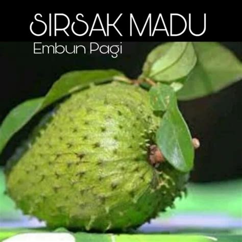 Jual Bibit Buah Sirsak Madu Jumbo Buah Dengan Berat Kg Kab Sleman