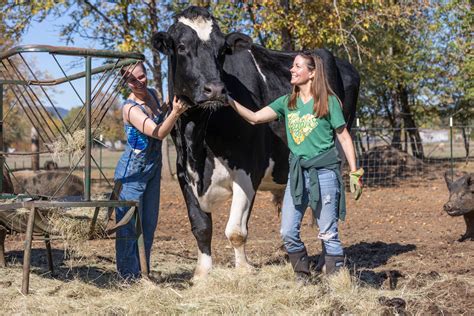 World's biggest bovine? Creswell cow gunning for Guinness record - The ...