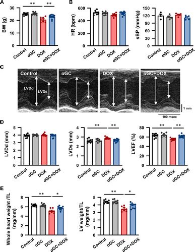 IFN γ STAT1 ERK Pathway Mediates Protective Effects of Invariant