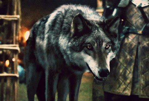 Direwolf | Game of Thrones Wiki | Fandom