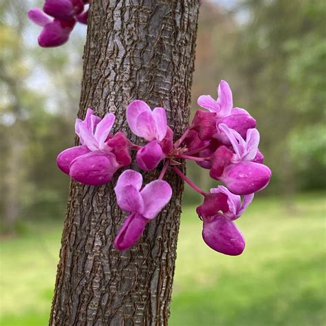 Eastern Redbud ~ Amazing Magenta Flowers ~ Vic's Tree Service