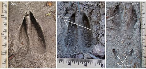 Pronghorn Tracks And Sign Winterberry Wildlife