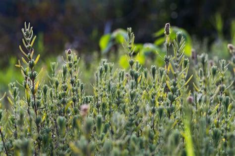 Growing a Rosemary Hedge in Australia | Ultimate Backyard