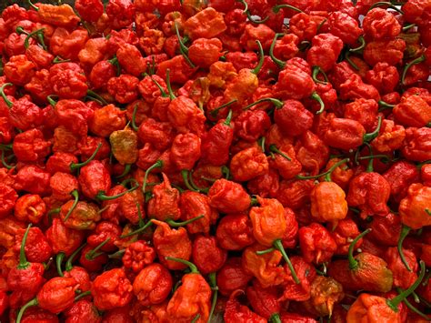 Fresh Carolina Reaper Peppers - Bohica Pepper Hut