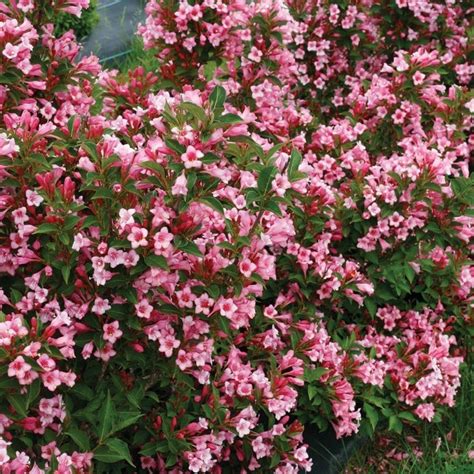 Czechmark Twopink ® Weigela Proven Winners Colorchoice Flowering Shrubs