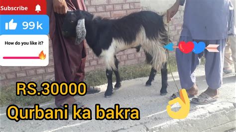 Finally Qurbani Ka Bakra Le Liya👀😍sab Khush Ho Gaye Youtube