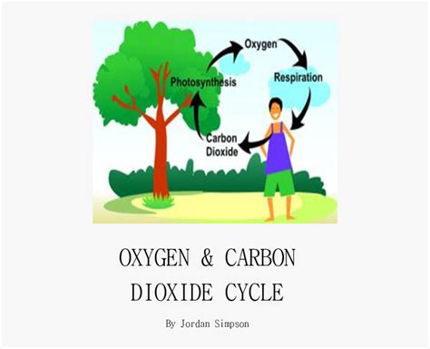 How Trees Give Us Oxygen - Cronoset