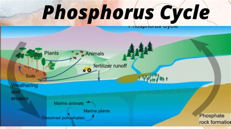 Phosphorus Cycle Type Of Biogeochemical Cycle YouTube