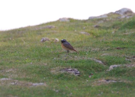 We Bird North Wales Migration In Full Flow On The Great Orme