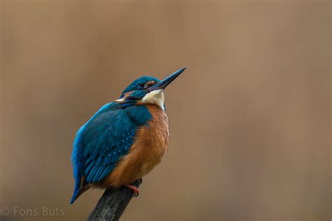 Kingfisher M Common Kingfisher Also Called Eurasian K Flickr