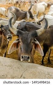 Indian Dairy Farming Indian Cattle Stock Photo 1491498416 | Shutterstock