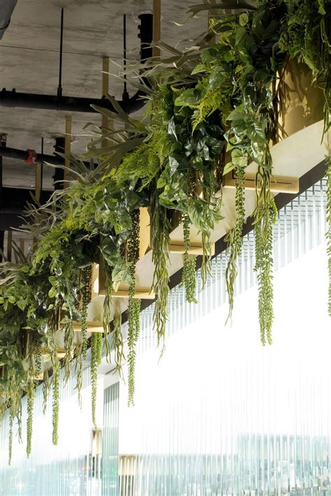 Matchless Tips About Hanging Plants For Home Trailing Houseplant Low