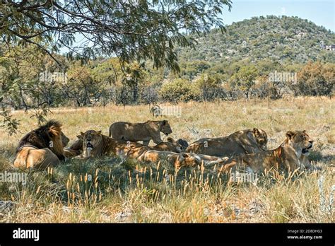 Lions pride at Lion & Safari Park, Johannesburg, South Africa Stock ...