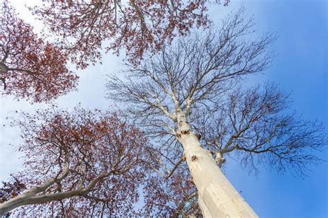 Sycamore Tree Leaves In Winter Against The Blue Sky Stock Photo Image