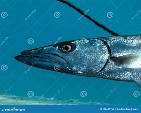 Great Barracuda Or Sphyraena Barracuda Also Known As Giant Barracuda