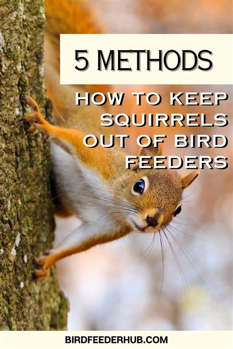 How To Keep Squirrels Out Of Bird Feeders 5 Methods Artofit