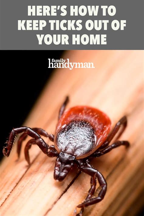 Heres How To Keep Ticks Out Of Your Home Get Rid Of Ticks House