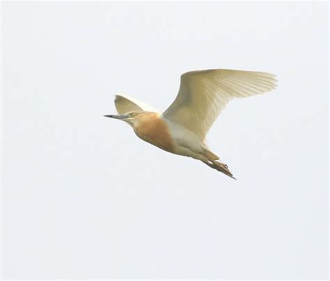 Squacco Heron Daniel Lombard Flickr