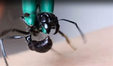 Video: Coyote Peterson Takes the Sting of a Bullet Ant | OutdoorHub