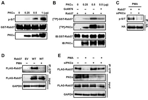 Rab37 Phosphorylation By Pkcα Inhibited Gtp Binding Ability A In