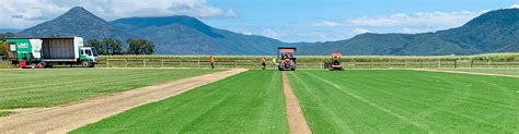 Understanding Thatch Levels Harden Park Lawns