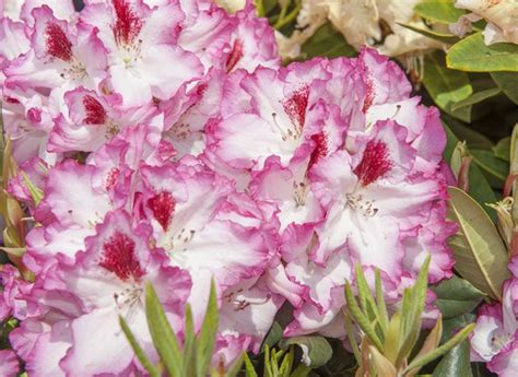 Comment Planter Et Entretenir Le Rhododendron Au Jardin