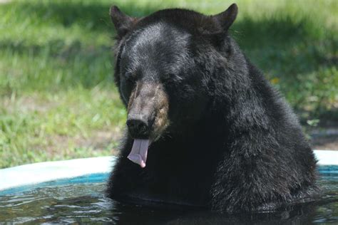 Florida Black Bear Facts