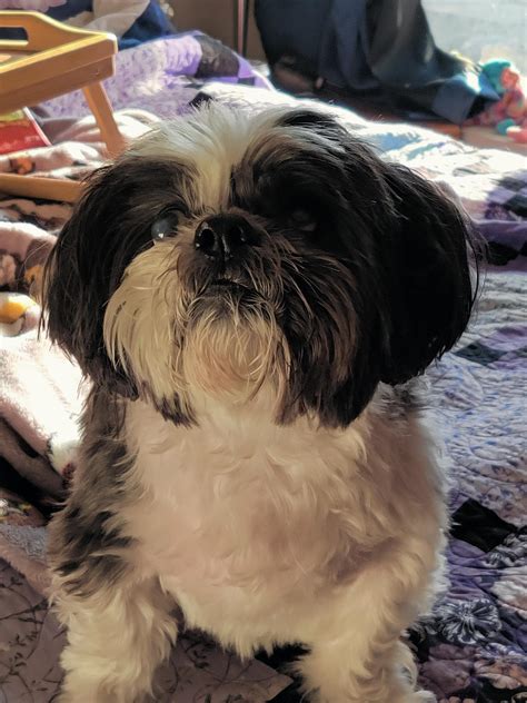 Can Shih Tzu Eat Zucchini