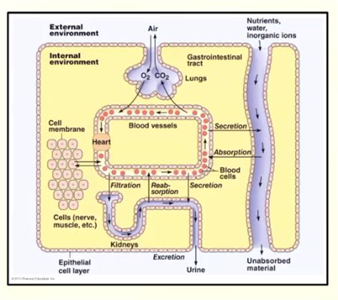 Osmoregulation And Renal System Flashcards Quizlet