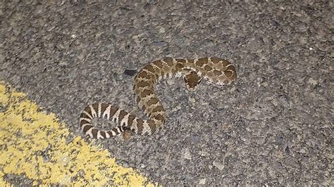 Northern Pacific Rattlesnake : r/herpetology