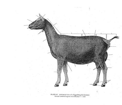 Goat Diagram Diagram Quizlet