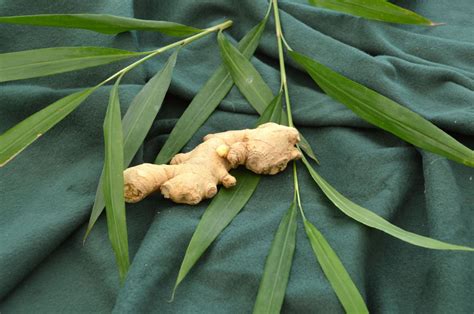 Zingiber Officinale Gember Common Ginger Canton Ginger Stem Ginger