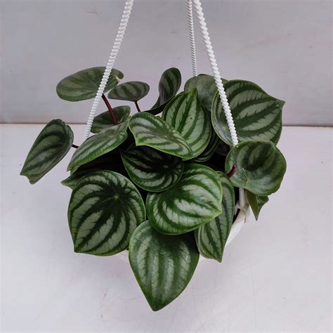 Watermelon Peperomia (Peperomia Argyreia) in Hanging Pot - NurseryBuy